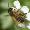 Andrena nigroaenea